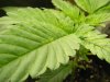 sick plant.jpg sick plant.jpg