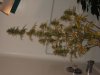 DSC00156.jpg