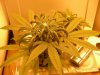 DSCN1035.jpg