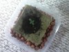 seedling2.jpg