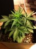 Day24-2.jpg