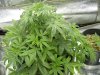 Day 42 25 Oct 10 Next day after Flush (2).jpg