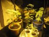flowering table.jpg