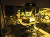day 2 flowering.jpg