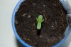ErykahIII_seedling01.jpg