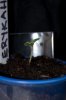 ErykahIII_seedling02.jpg