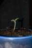 ErykahIII_seedling03.jpg