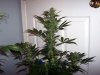 100_4640.jpg