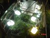 1fst grow 017.jpg