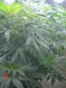 1fst grow 023.jpg
