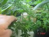 1fst grow 022.jpg