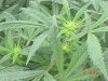 1fst grow 016.jpg