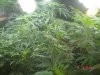 1fst grow 020.jpg