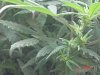 1fst grow 012.jpg