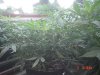 1fst grow 024.jpg