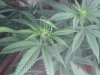 1fst grow 014.jpg