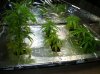 Clones day 10.jpg
