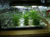 Clones day17 took 21 cuttings off front left two.jpg