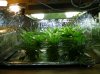 Clones day 22, getting ready for move....jpg