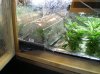 Clones day 22, move 'em out mov'em in....jpg