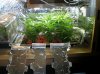 Clones day 22, move preperation.jpg