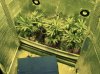 Clones day 22, in the flowering chamber....jpg