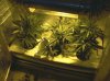 Clones day 22, last day to veg.......jpg