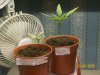 plant1&3.JPG