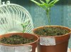 plant1+3.jpg