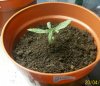 plant2-13days.JPG