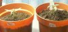plant2-4.jpg