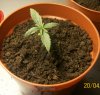 plant4-11days.JPG