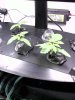 plants2weeks.jpg
