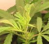 Plant 2 Pic 3 4-20-2008 Web.JPG
