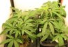 Cabinet - Growth 4-20-2008 Web.JPG