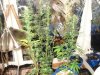 DSC01436.jpg