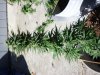 urkle p 2 (2).jpg