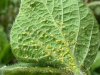 Soybean-Aphids.jpg