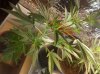 IMG_20101012_120129.jpg