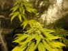 budz 010.jpg