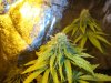 budz 012.jpg