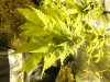 budz 007.jpg