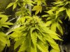 budz 008.jpg