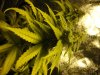 budz 011.jpg