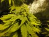 budz 014.jpg