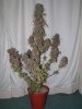 chronic_harvest_001.jpg chronic_harvest_001.jpg