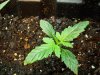 plants 002.jpg
