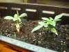 plants 001.jpg