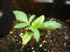 plants 005.jpg