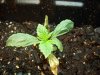 plants 004.jpg